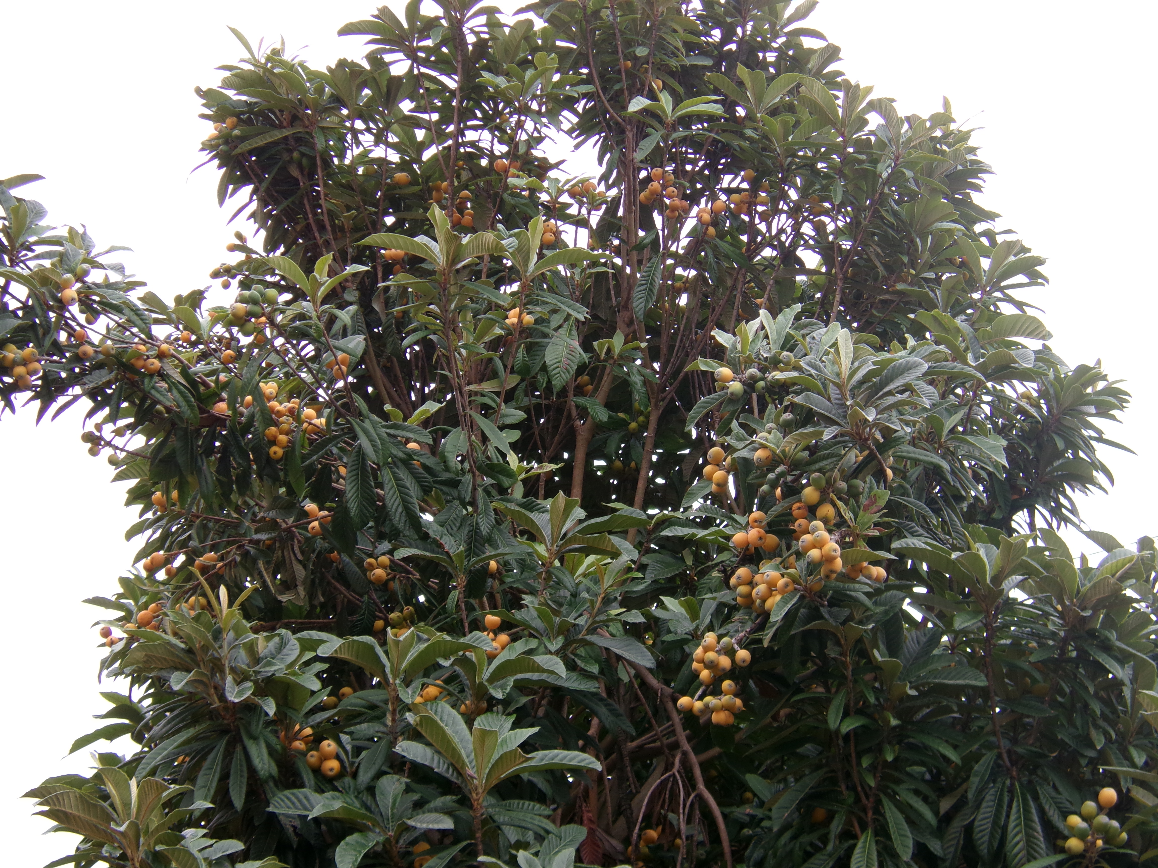ファイル 207-2.jpg